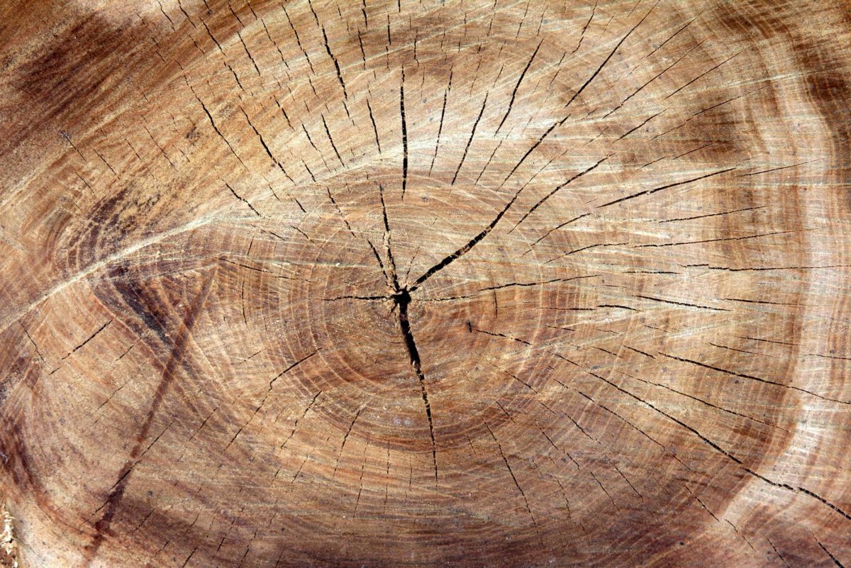 Текстура спила дерева