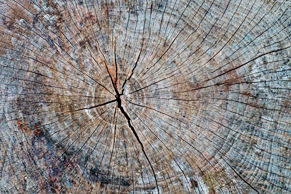 Срез дерева