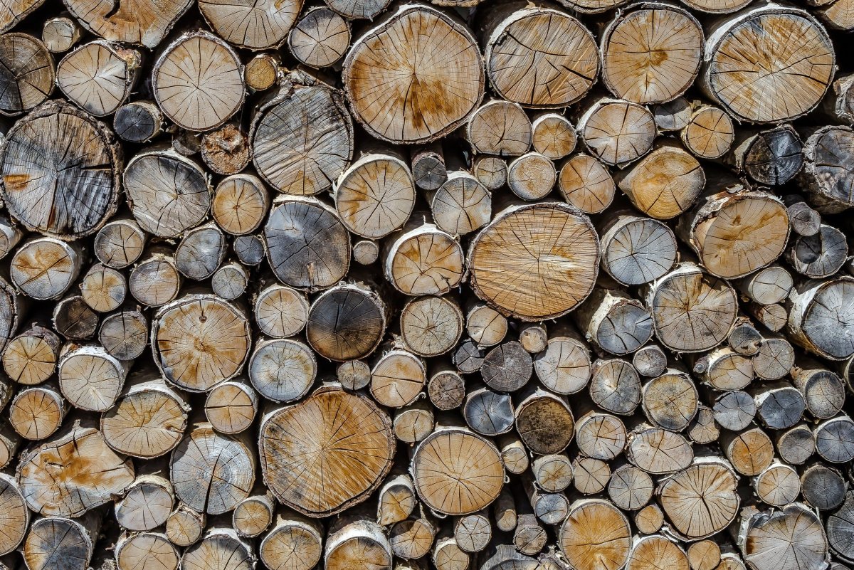 Спил дерева