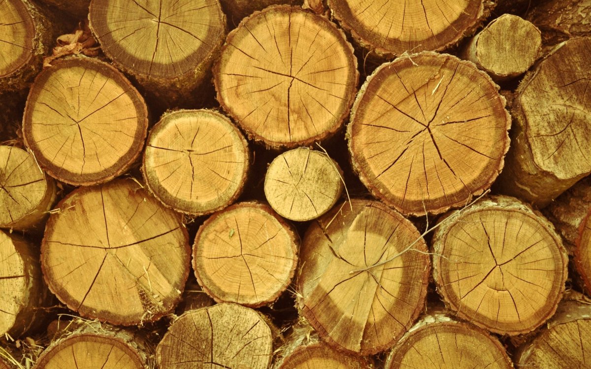 Сруб дерева