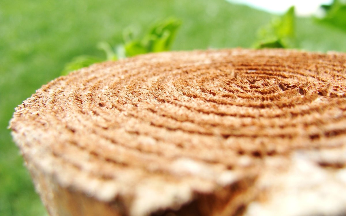 Спил дерева