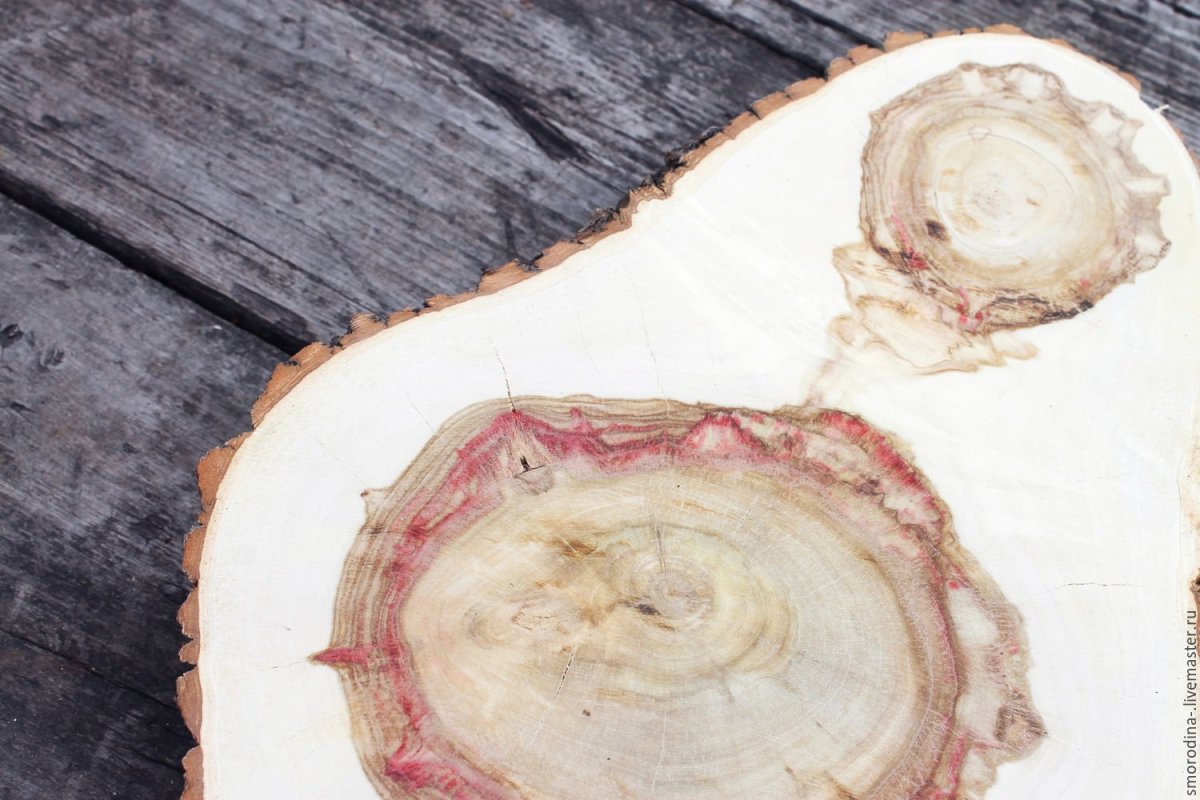 Поперечный спил клена ясенелистного