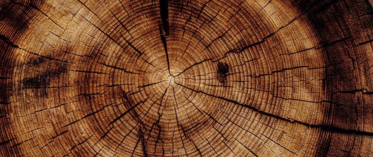 Красивый срез дерева текстура