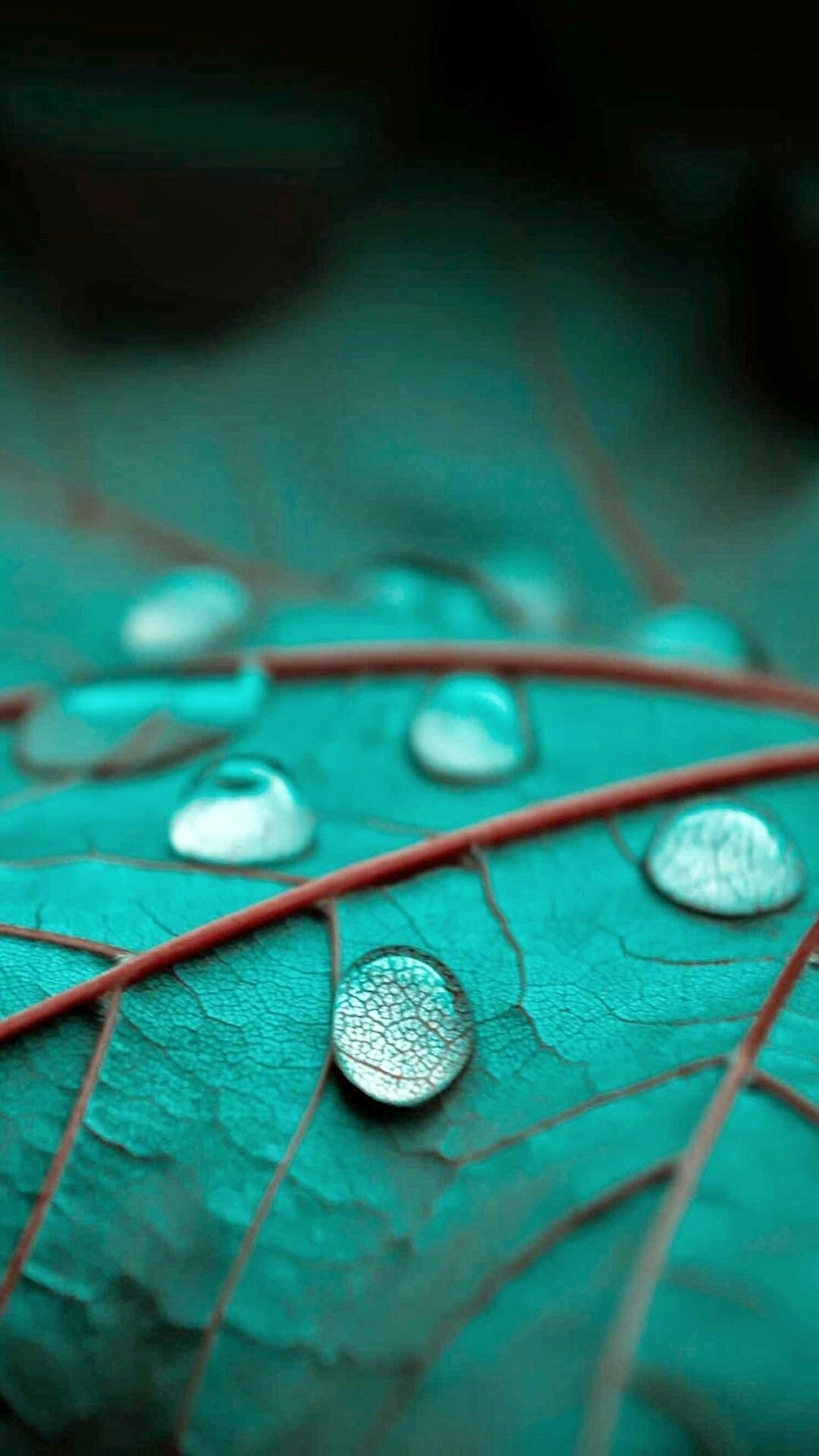 Фотообои на экран телефона