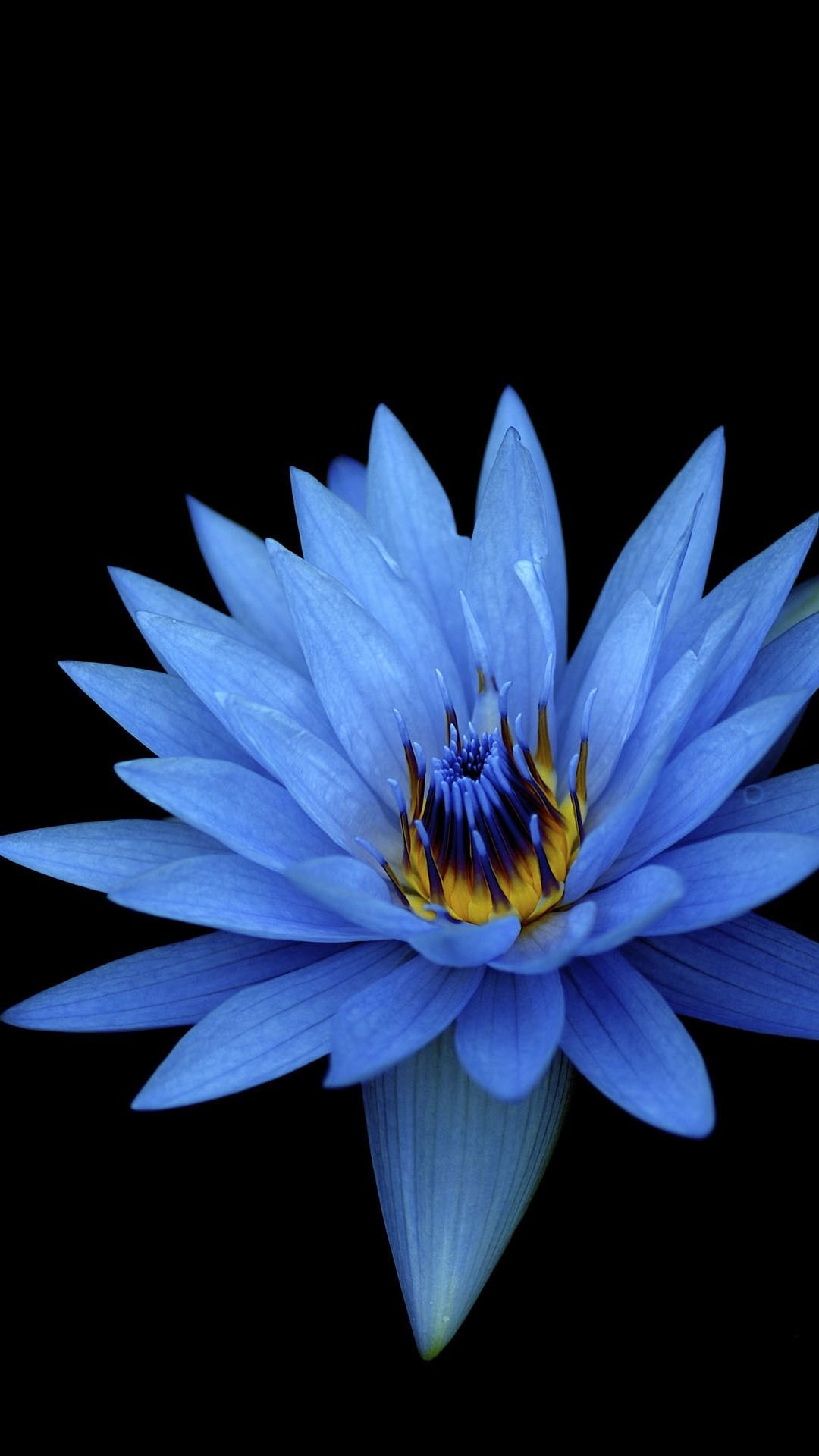 Нежные цветочки на экран