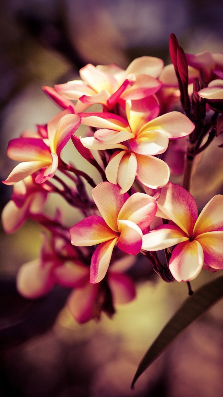 Цветы на хонор