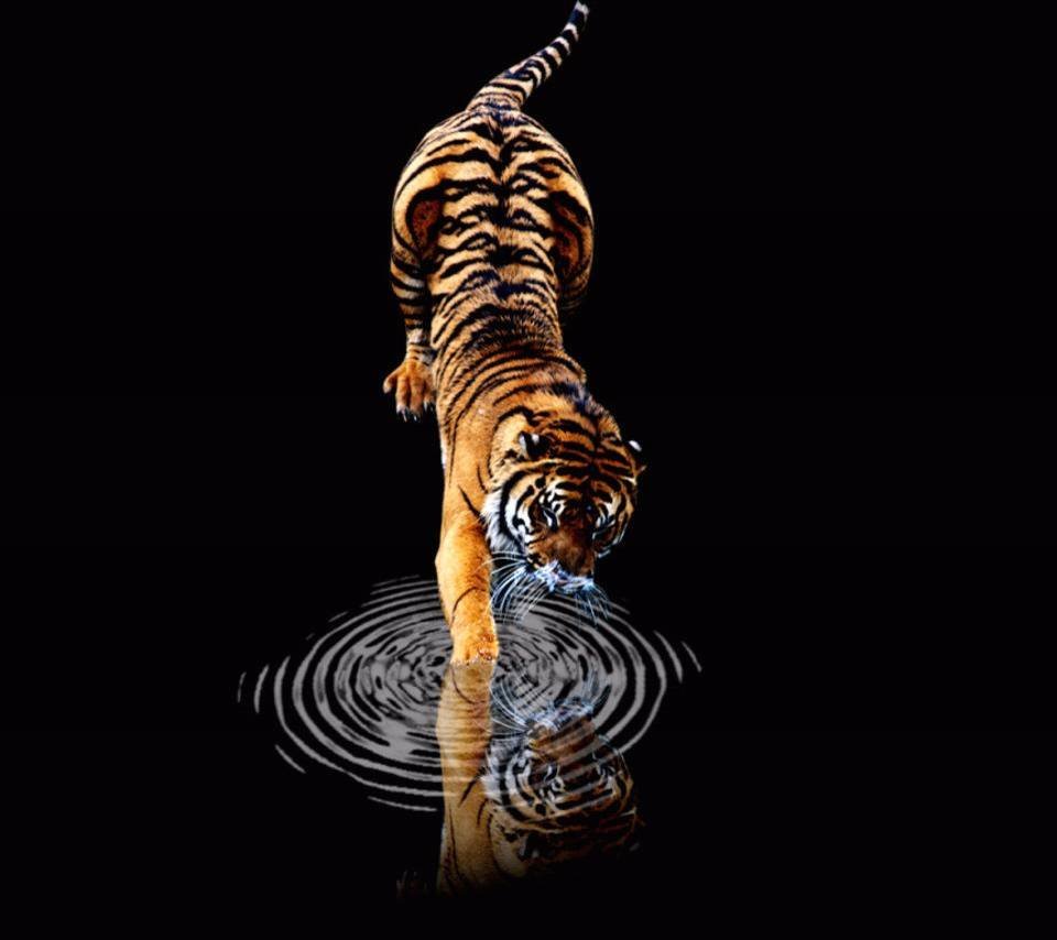 Тигр на черном фоне