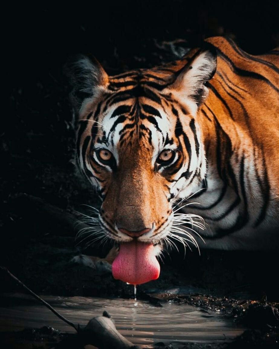 Тигр на заставку телефона