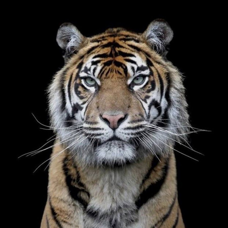 Тигр вертикально