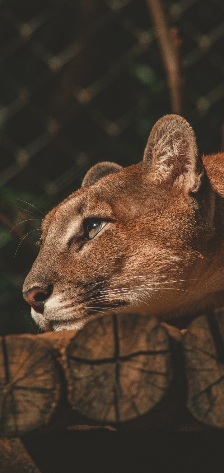 Обои Puma