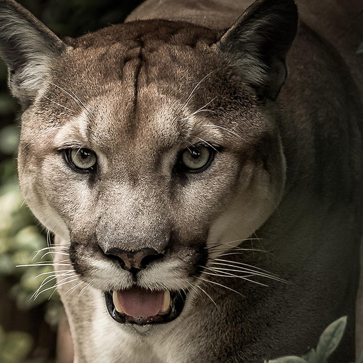 Puma заставка на телефон