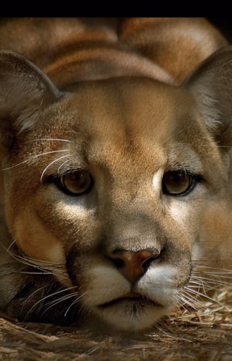 Картинки пума на телефон на заставку