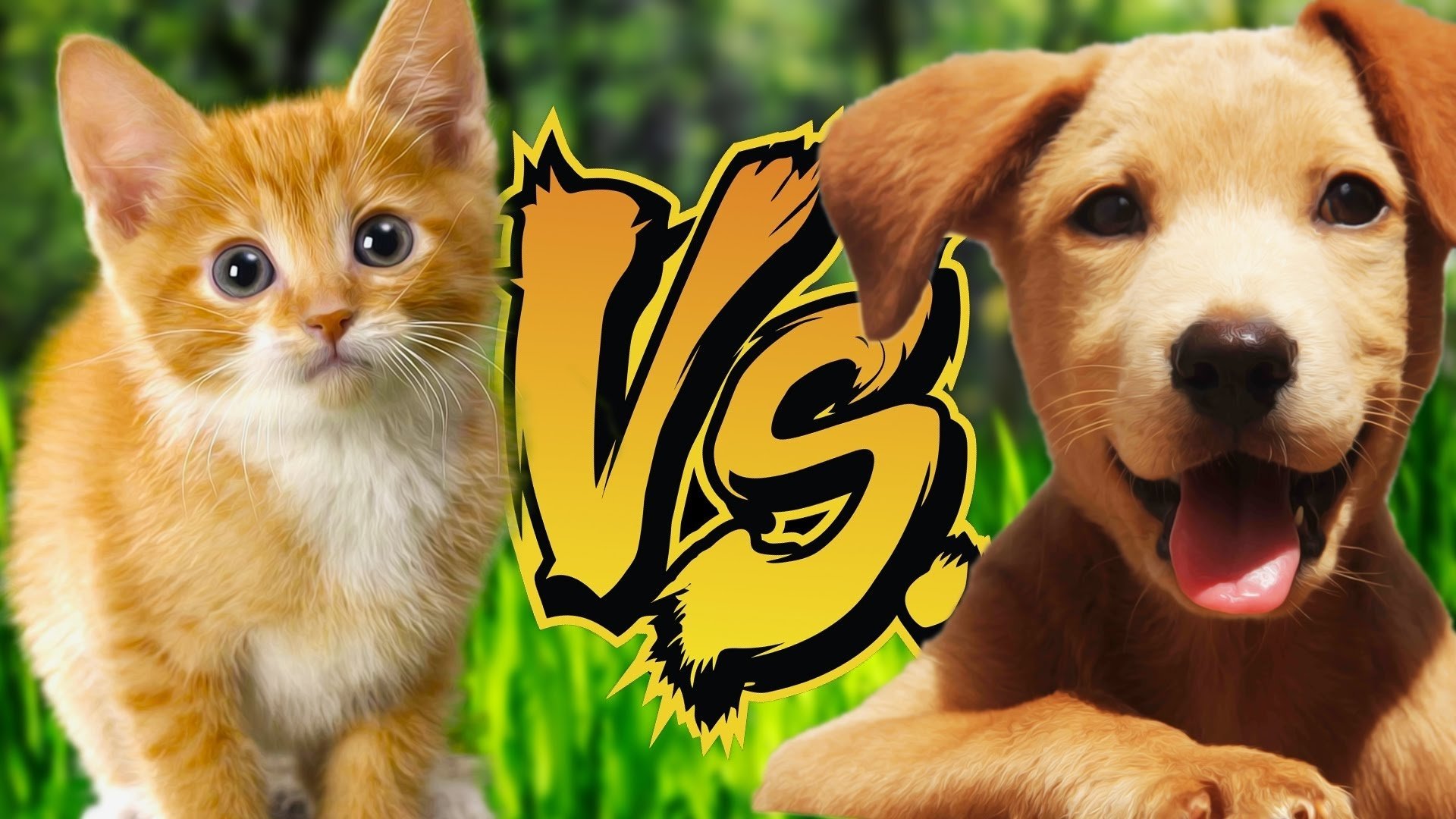 Лучшие видео про животных. Собачки и кошечки. Кошка vs собака. Картинки кошек и собак. Киски и собачки.