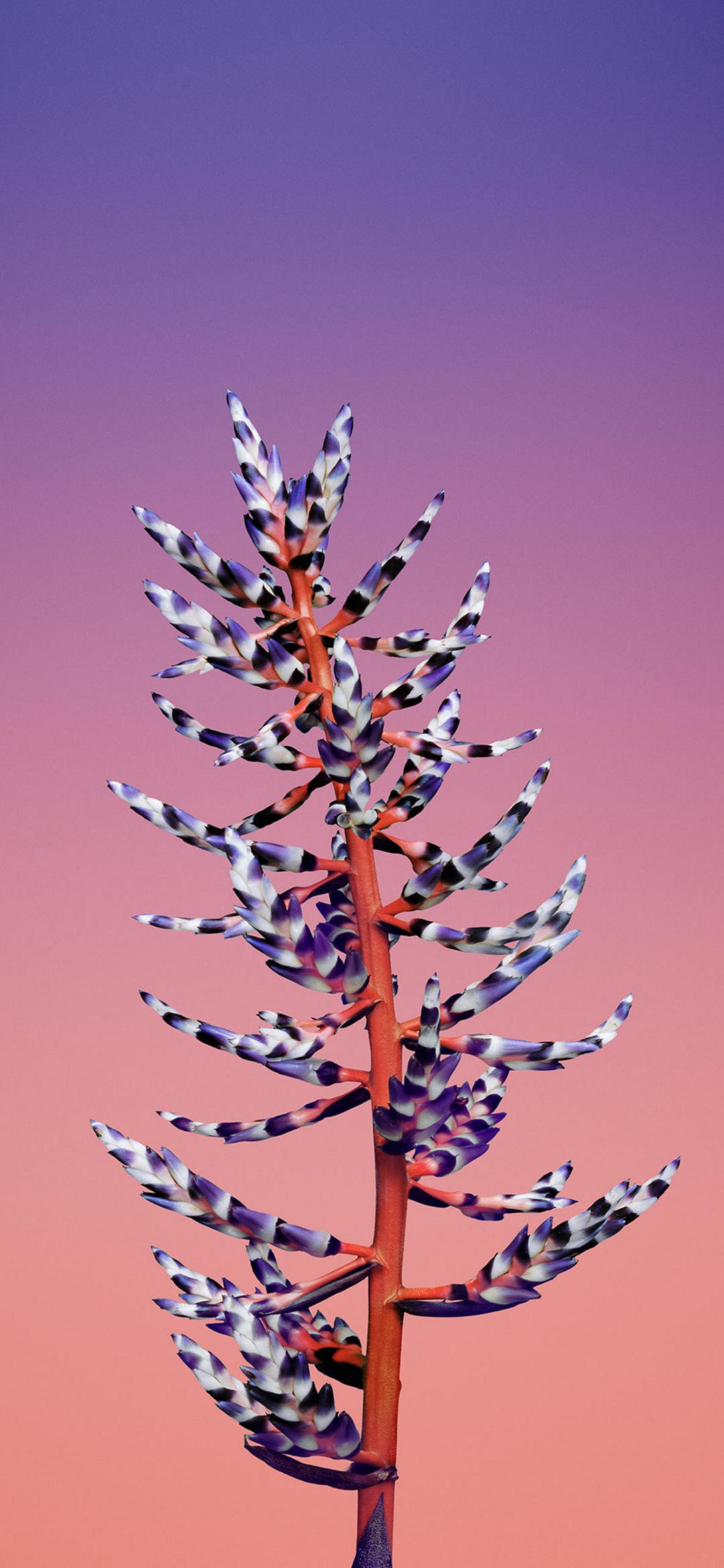 Роза Пинк айс