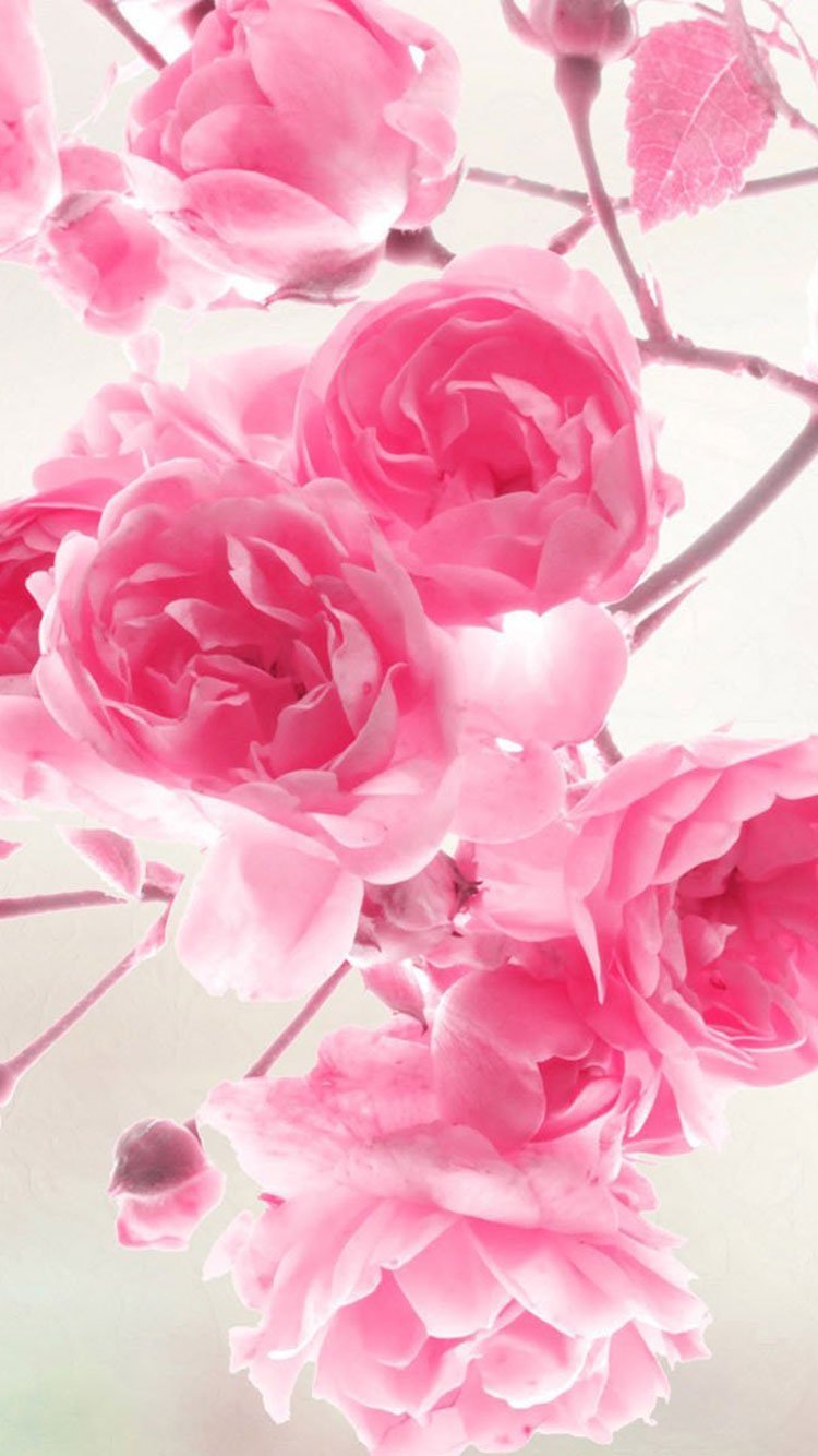 Яркие цветы