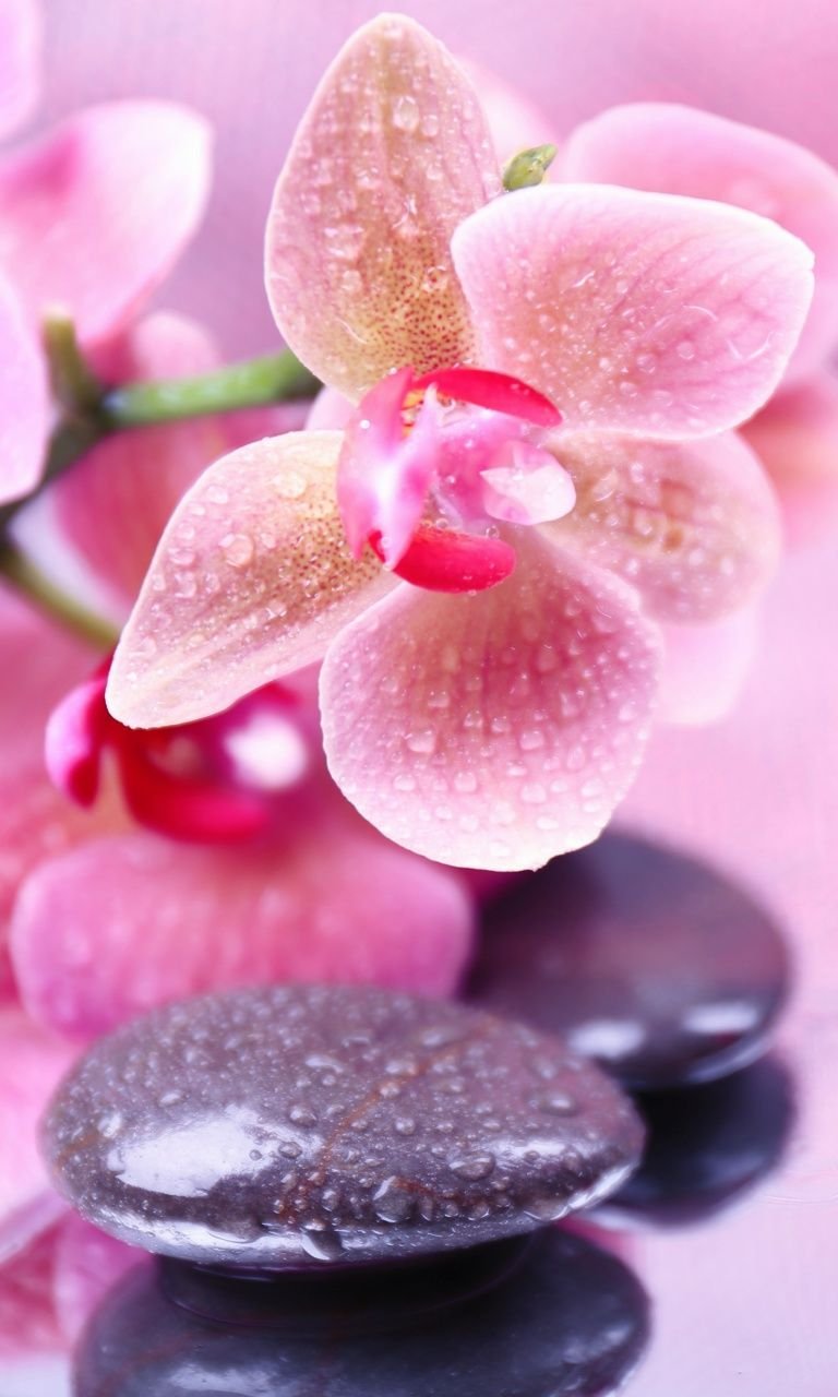 Цветы вертикальные