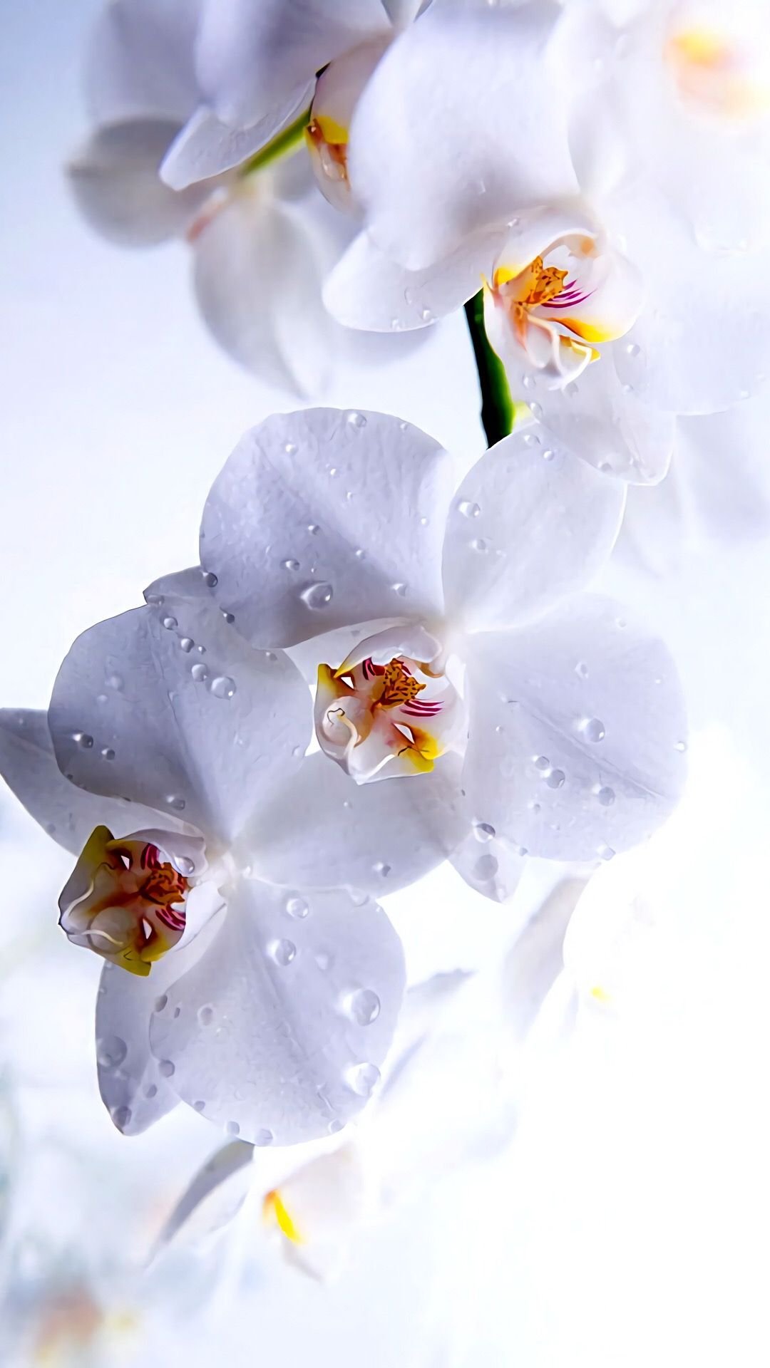 Орхидея вертикальная