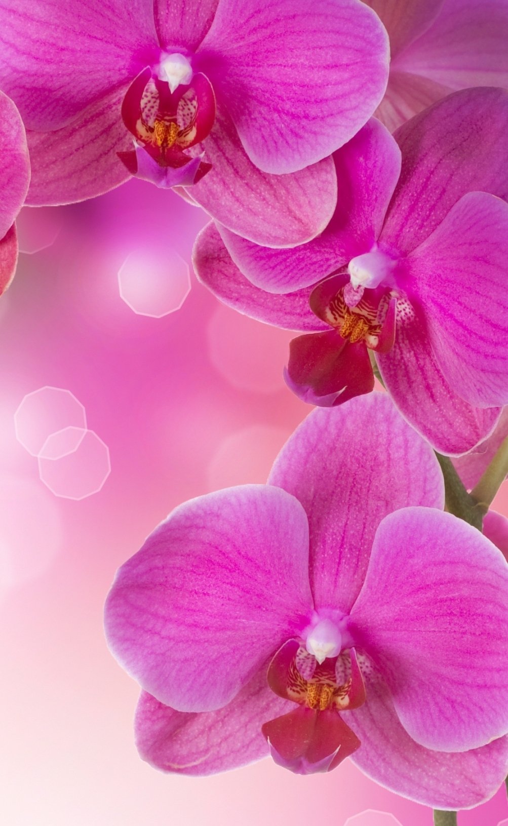 Орхидея на бирюзовом фоне