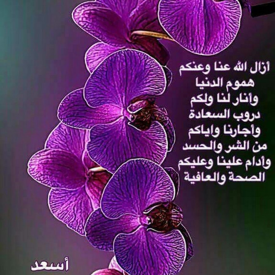 Орхидеи на рабочий стол