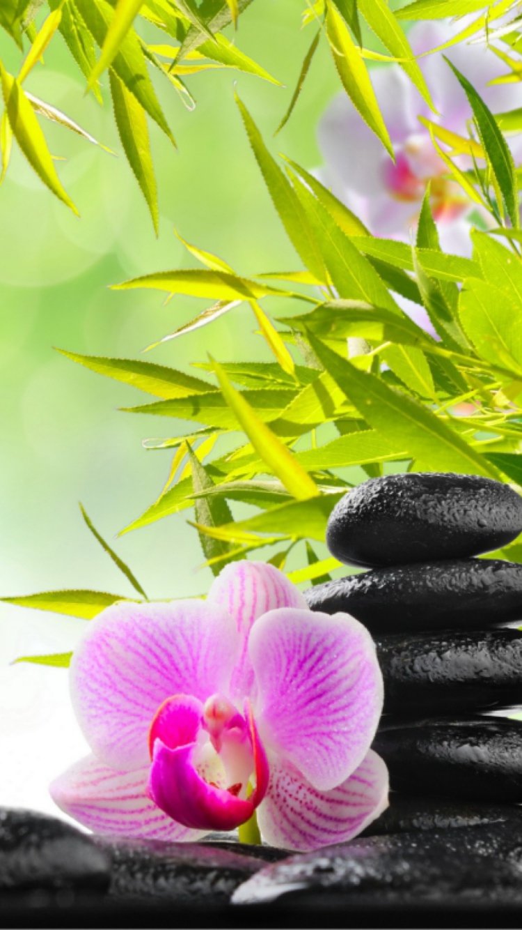 Обои на рабочий стол орхидеи