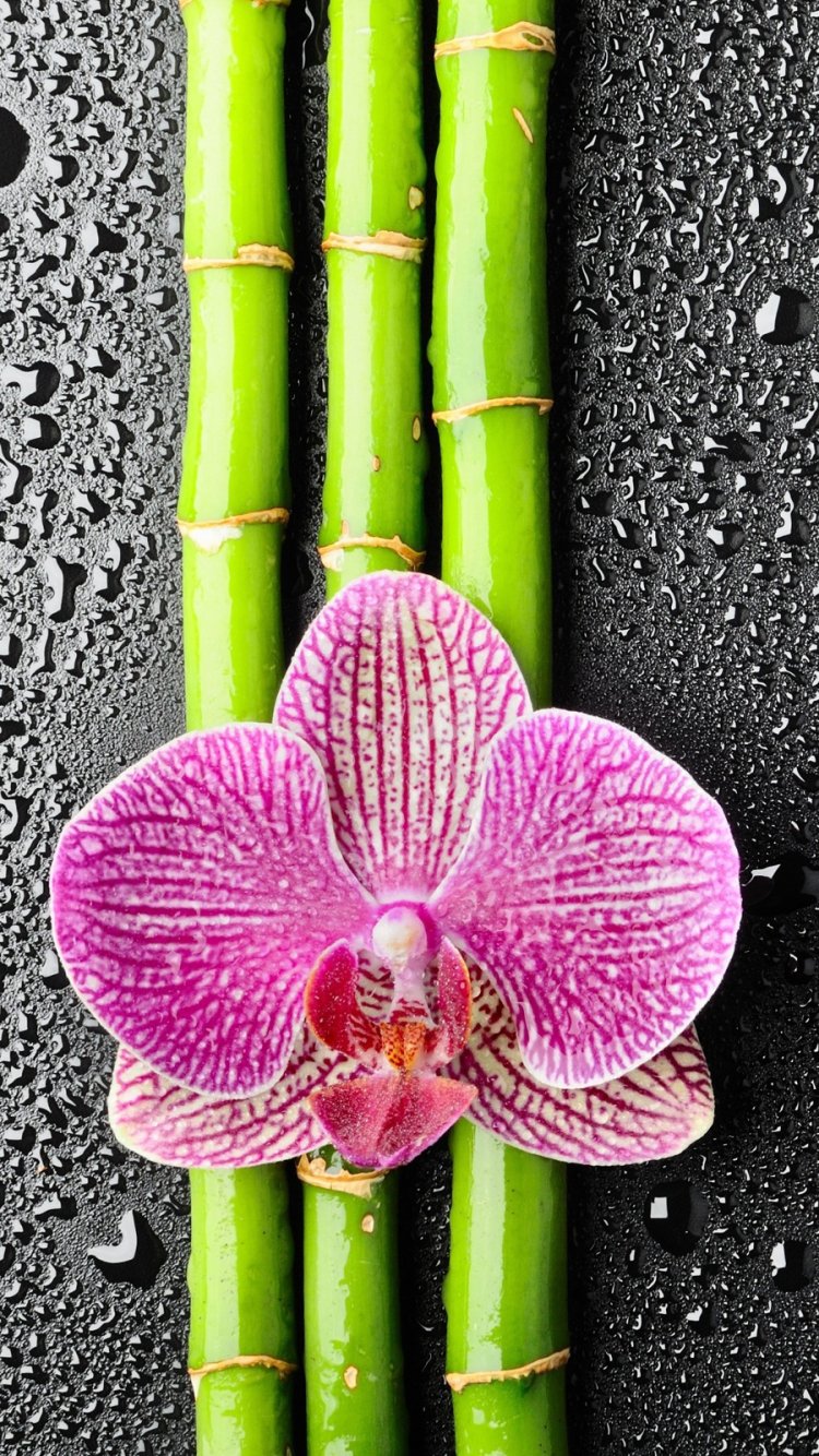 Очень красивые орхидеи