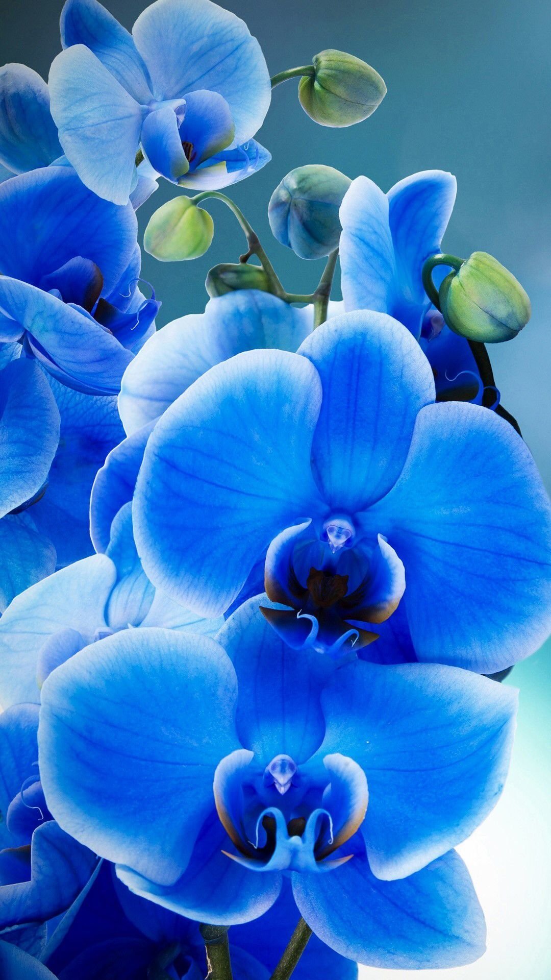 Орхидея на розовом фоне