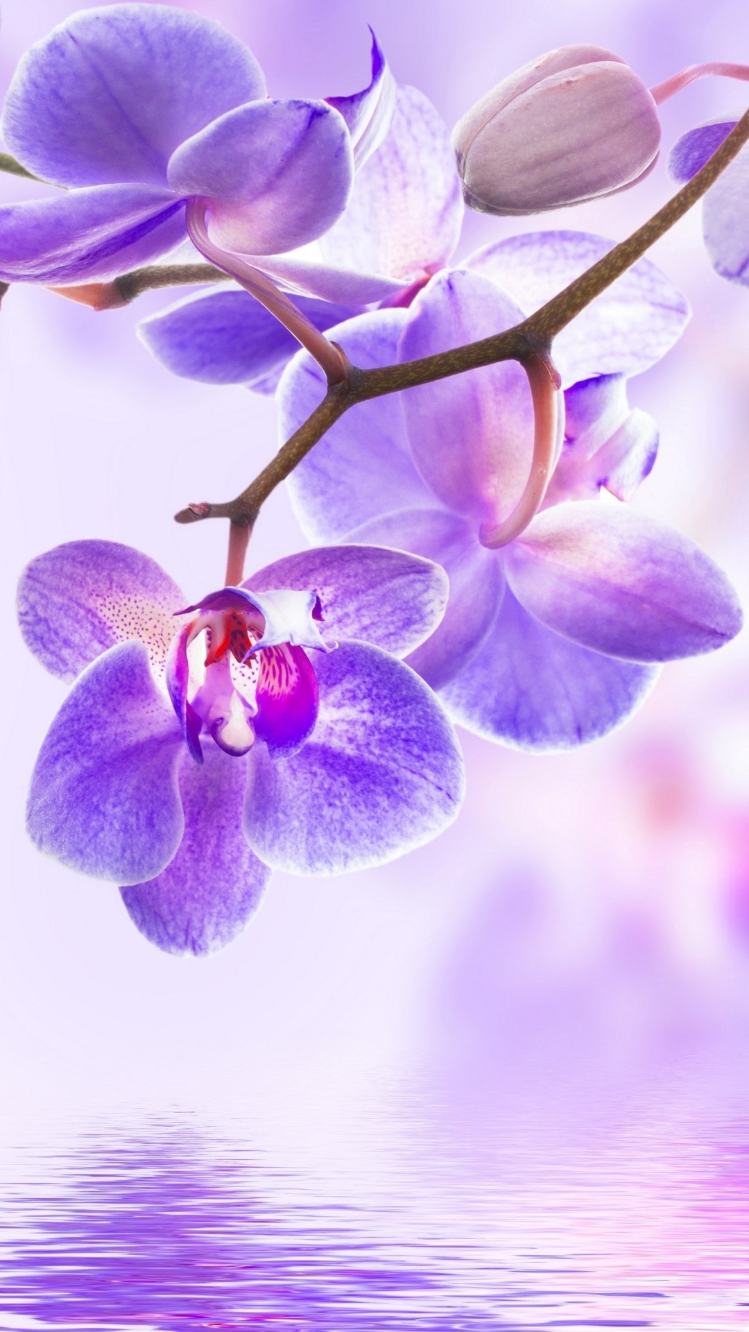 Цветы на воде