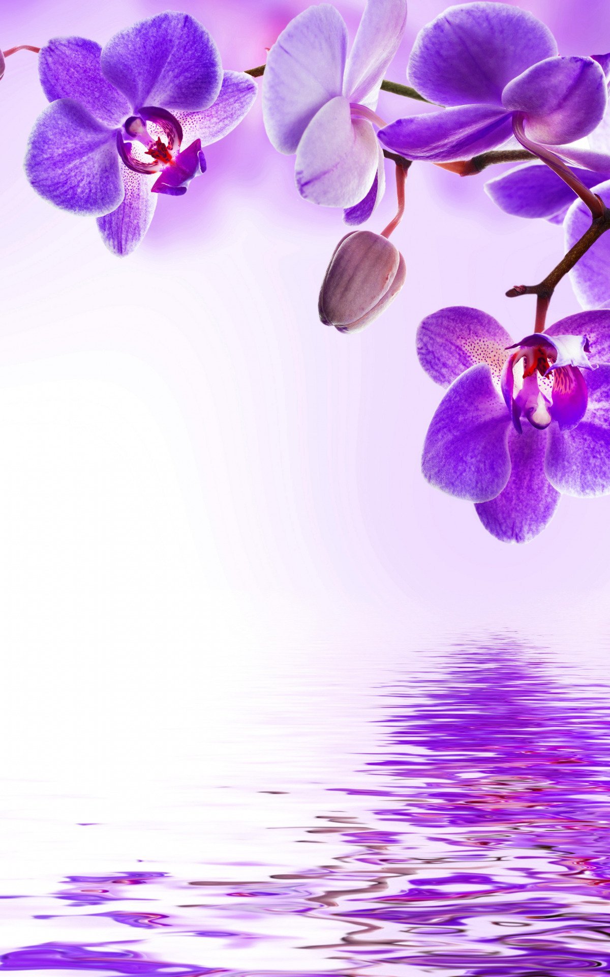 Орхидея 100см