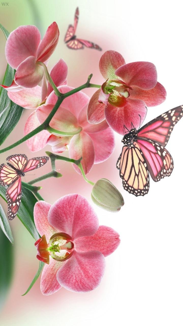 Trivento фаленопсис