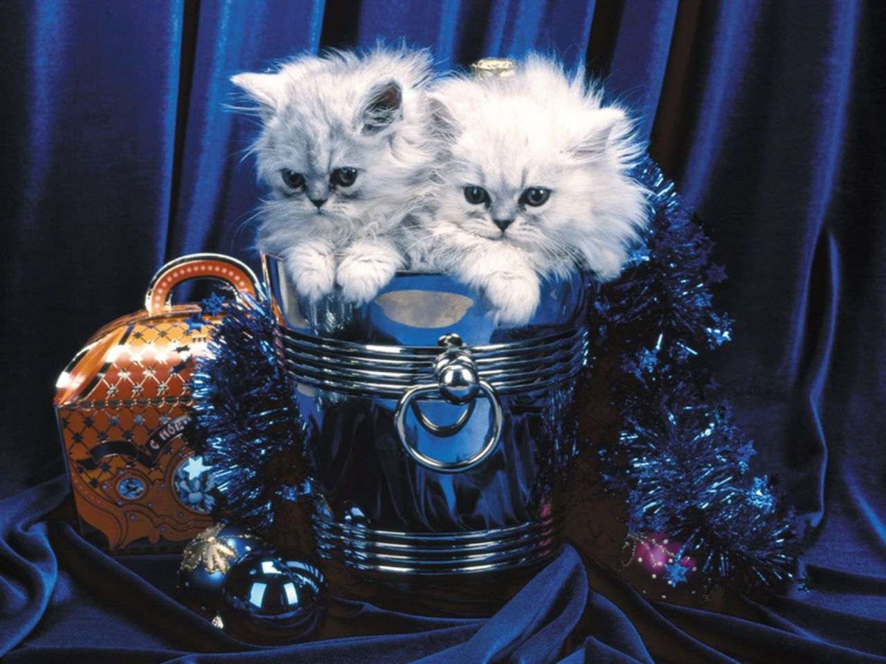 Вечера с кошкой картинки. Новогодние котята. С новым годом котенок. Новогодний котик. Новогодние пушистые котята.