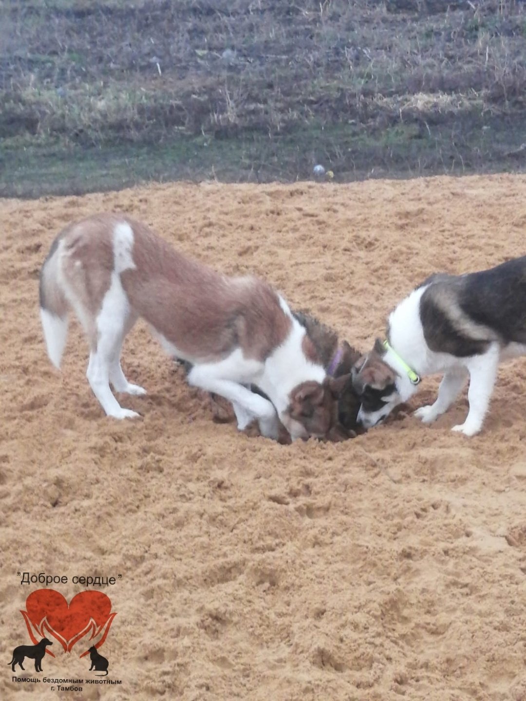 Защитим животных вместе