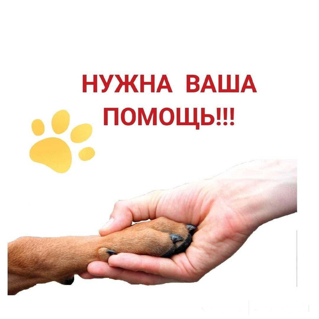 Эмблема приюта для бездомных животных