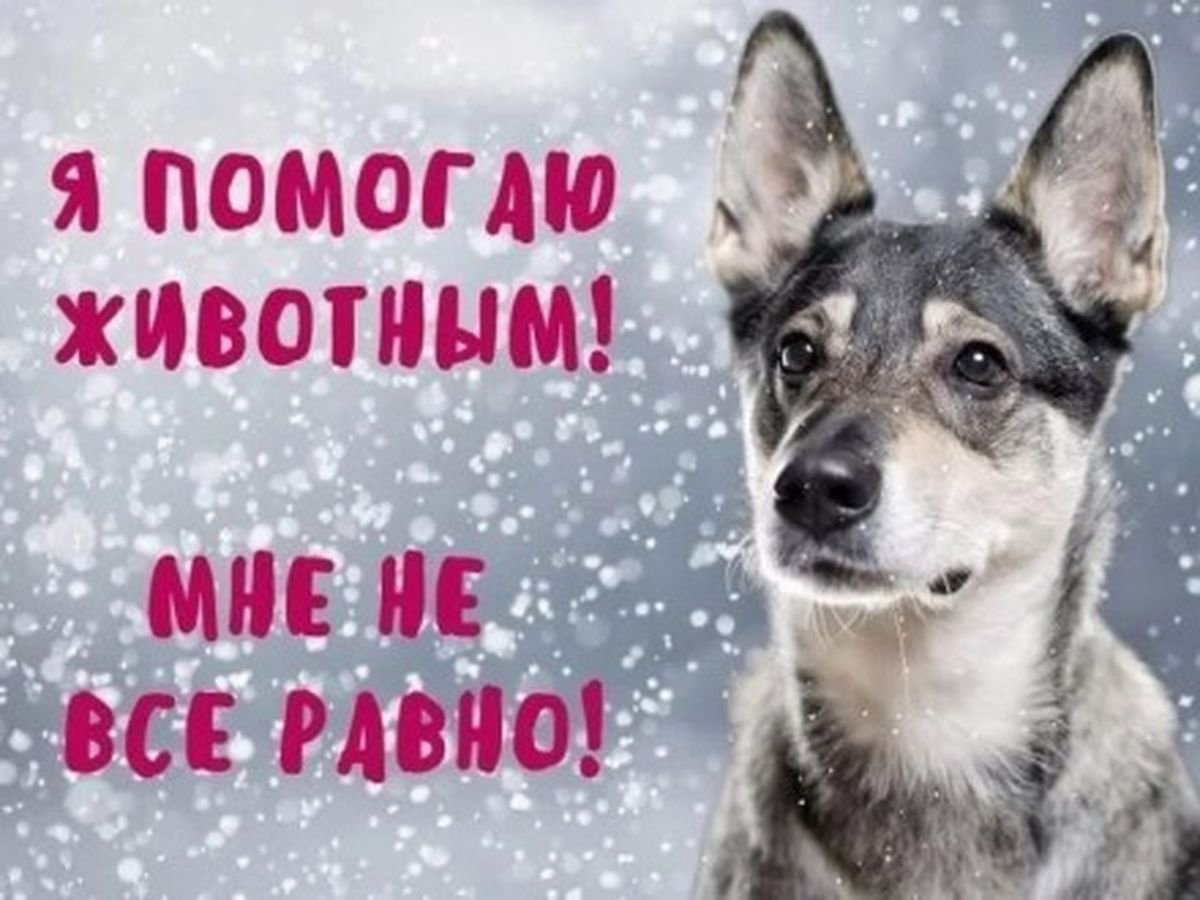 Поможем бездомным животным