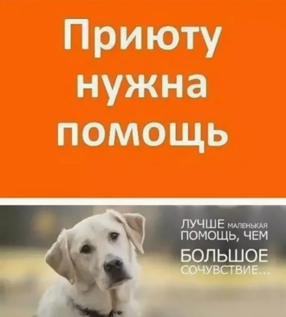 Акция помощи бездомным животным