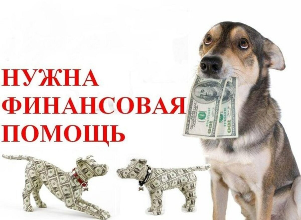 Бездомные животные стерилизация