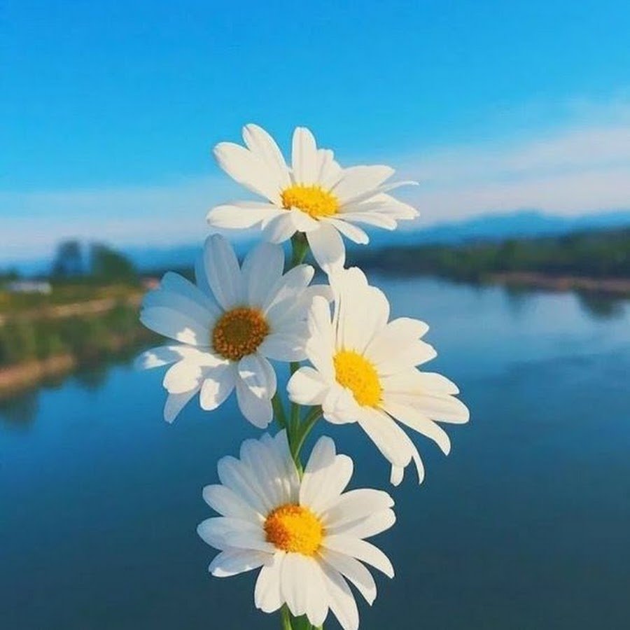 Счастье это когда у тебя есть утро и новый день