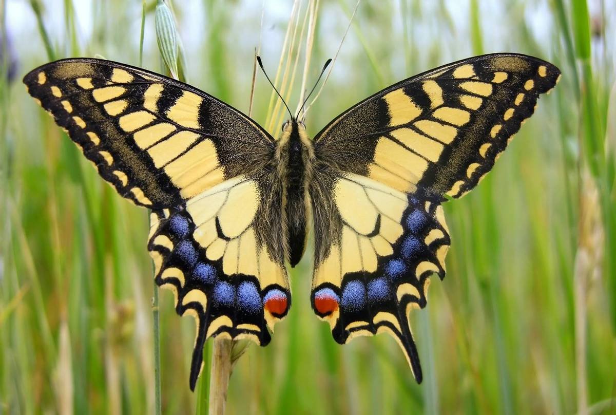 Бабочка Махаон ласточкин