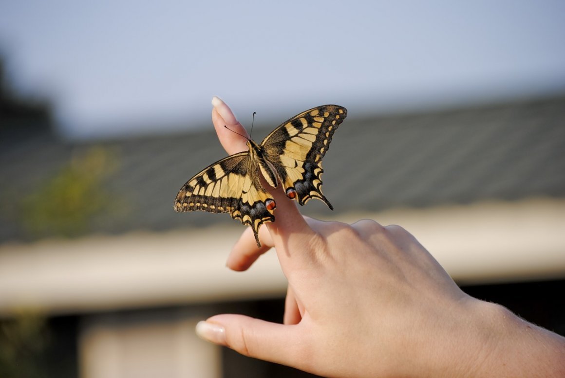 Бабочки Приморского края Махаон Маака