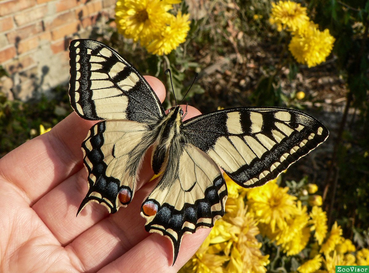 Махаон (бабочка)