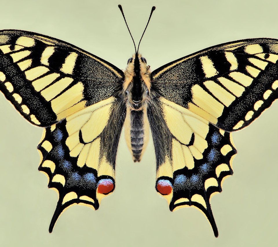 Бабочки Тульской области