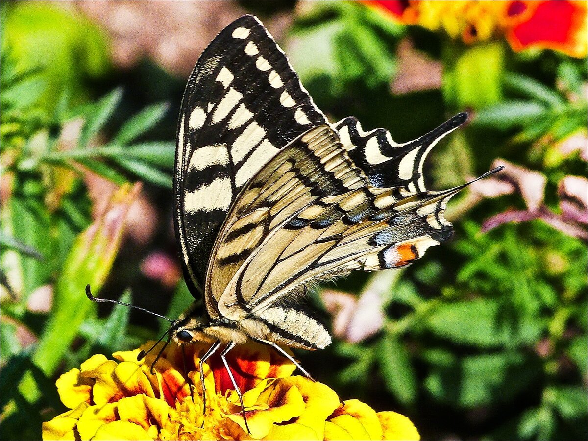 Бабочка Махаон Адмирал