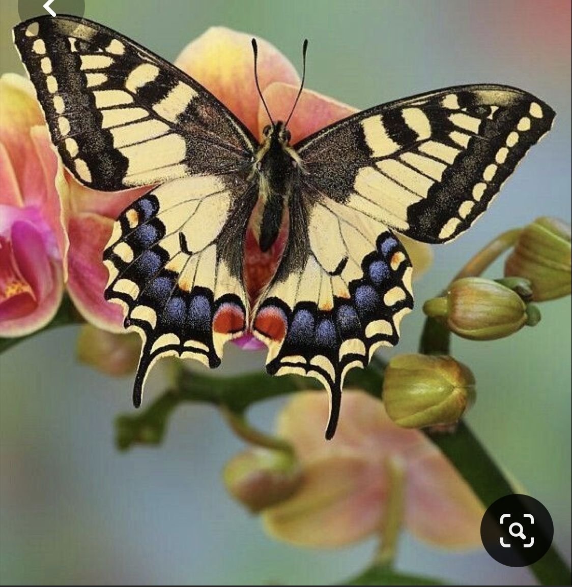 Редкие бабочки