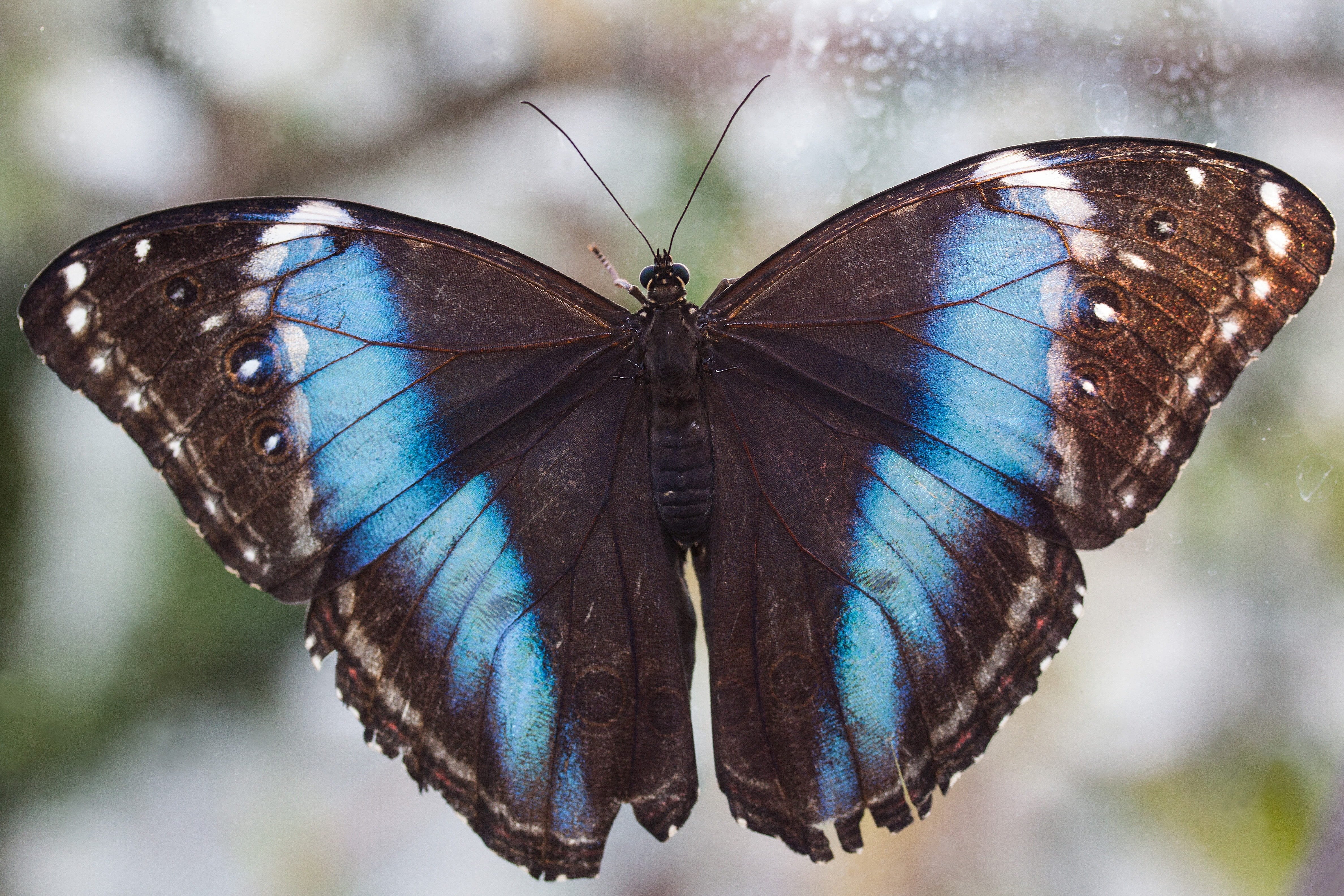 Черно синяя бабочка. Парусник Маака бабочка. Экзотические бабочки. Бабочка коричневая с голубым. Синяя бабочка.