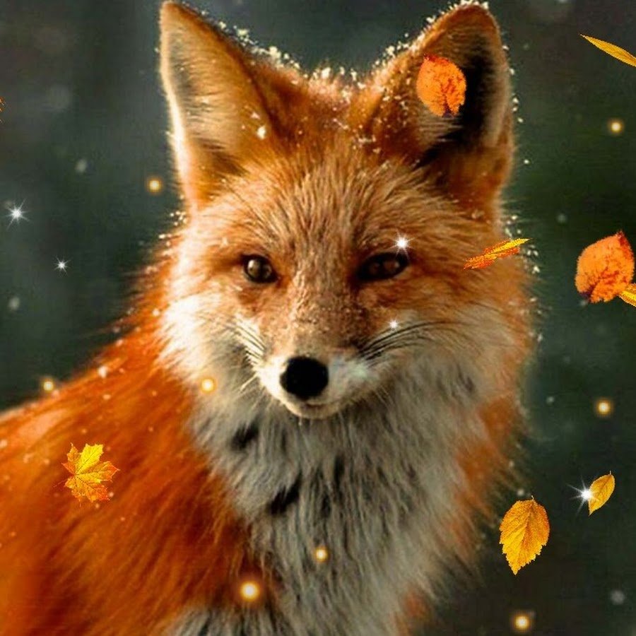 Красная лиса