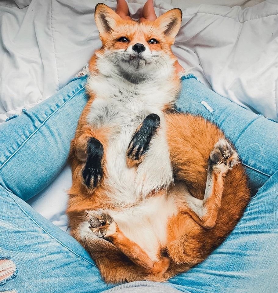 Счастливая лиса Джунипер