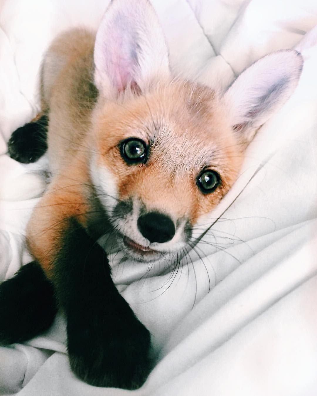 Милые лисята