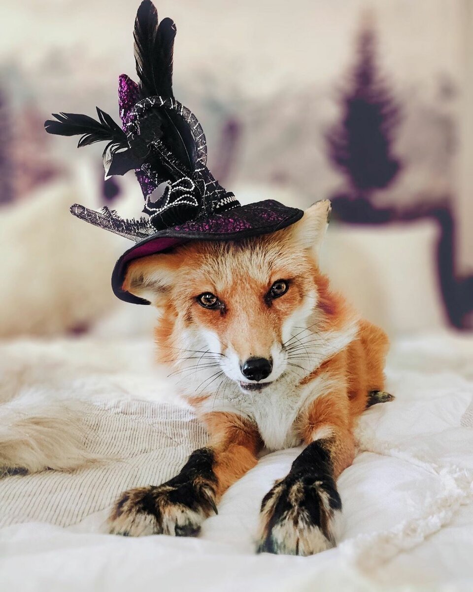 Лиса породы Джунипер