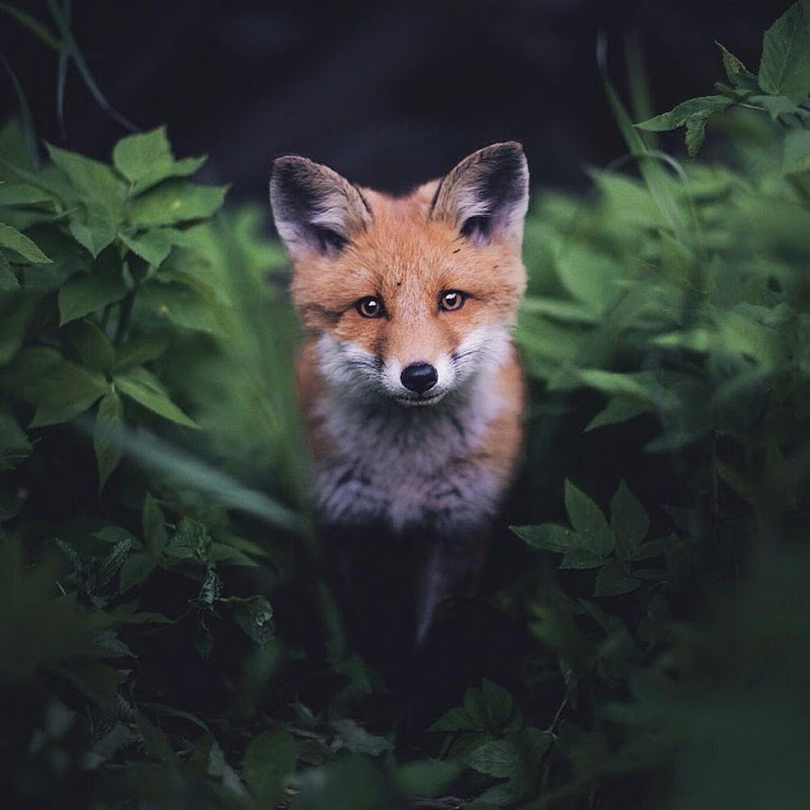 Лисенок Эстетика