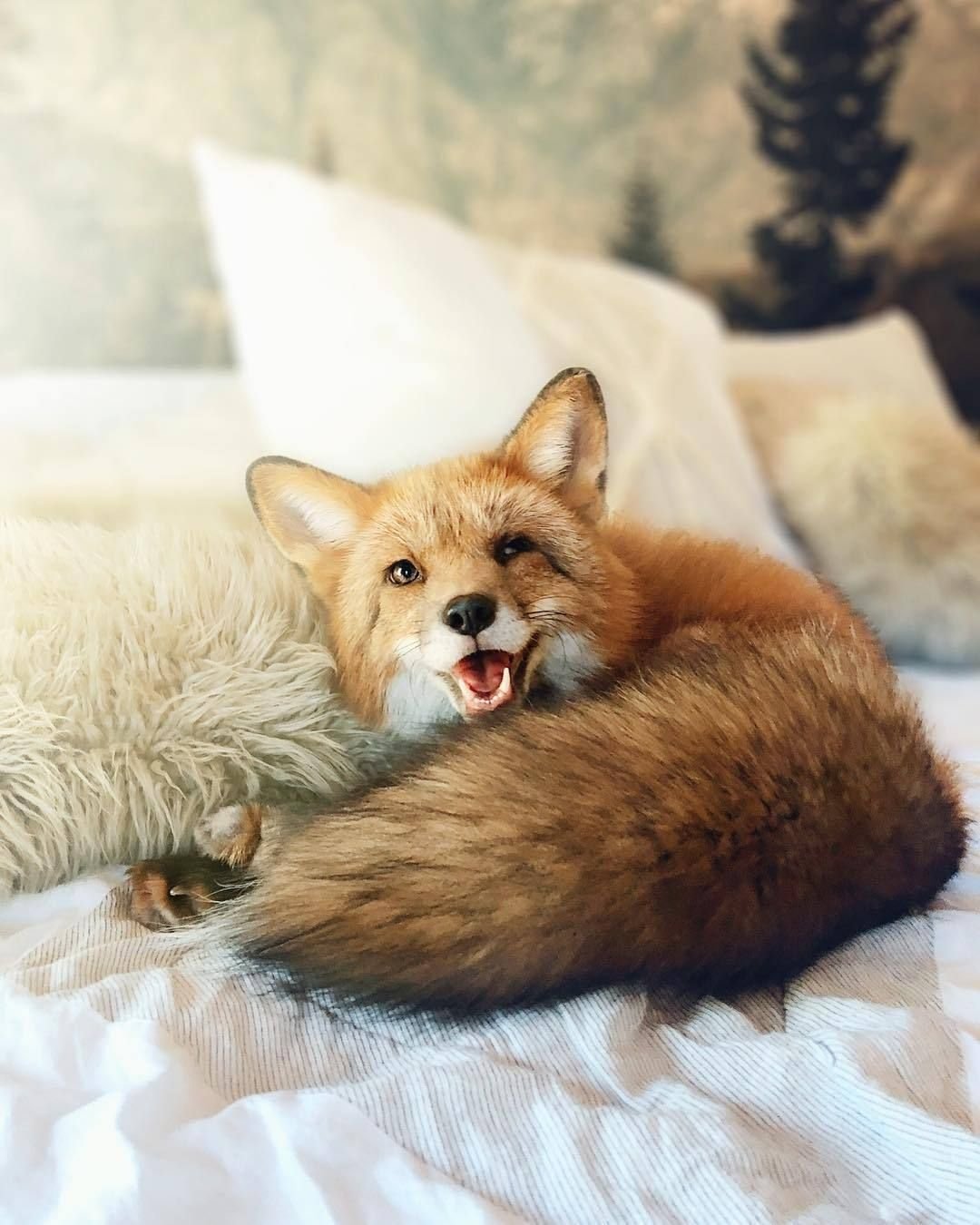 Домашние лисички