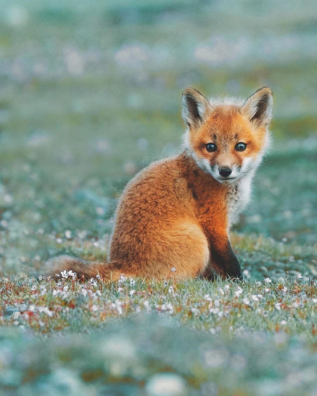 Маленький рыжий Лисенок